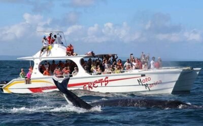 Avistamiento de ballenas Samaná, Cascada Limón y más