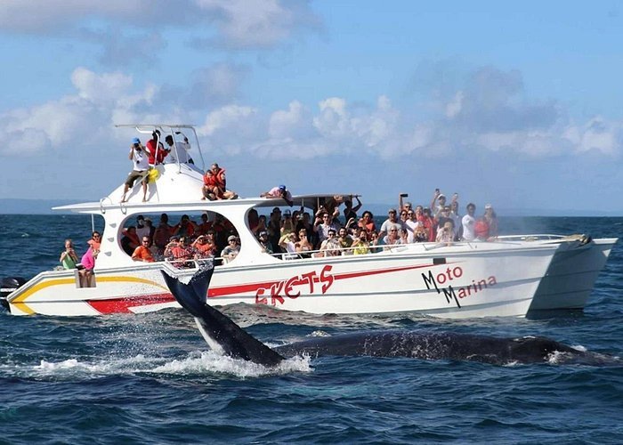Avistamiento de ballenas Samaná, Cascada Limón y más